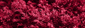 Blurred background. Trendy color 2023. Viva magenta color background. - PhotoDune Item for Sale