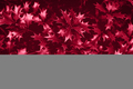 Blurred background. Trendy color 2023. Viva magenta color background. - PhotoDune Item for Sale