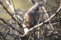 Coliidae Mousebird sitting on tree branch at sunrise. - PhotoDune Item for Sale