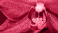 Trendy color 2023. Via magenta color background - PhotoDune Item for Sale