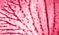 Trendy color 2023. Via magenta color background - PhotoDune Item for Sale