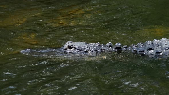 Aligator in swampy marsh