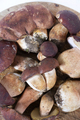 Presentation of the freshly harvested whole porcini mushroom - PhotoDune Item for Sale