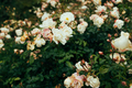 Delicate peach roses in a full bloom in the garden. Close-up photo. Dark green background. - PhotoDune Item for Sale