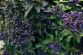 Sweet purple background of grass flower plant, romance background - PhotoDune Item for Sale