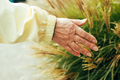Close up of woman hand reaching for a soft golden pampas grass in autumn season - PhotoDune Item for Sale