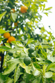 Branch of oranges with green leaves on the tree, Spain, Valencia - PhotoDune Item for Sale