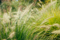 Pampas grass blowing in the wind. Cortaderia selloana moving in the wind. Bright and clear scene - PhotoDune Item for Sale