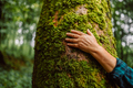 Hand touching a tree trunk in the forest. Forest ecology  - PhotoDune Item for Sale