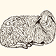 Cute Hand Drawn Lamb - GraphicRiver Item for Sale