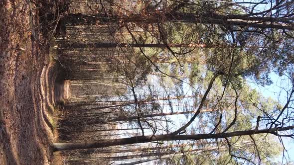 Vertical Video of an Autumn Forest During the Day in Ukraine