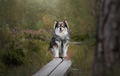 Portrait of Finnish Lapphund dog - PhotoDune Item for Sale