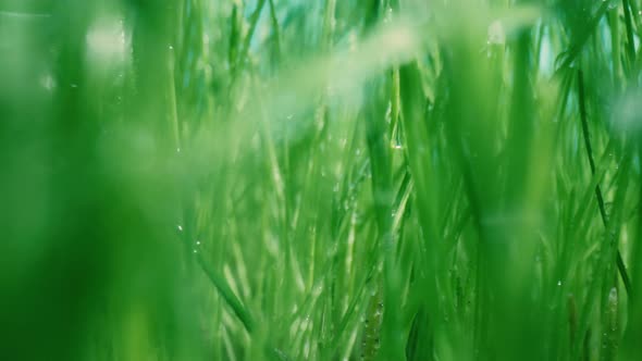 Green Grass Shooting