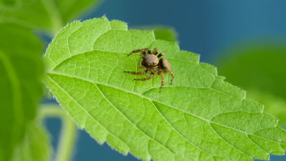 Cute Red Jumping Spider Sitting And Looking Curious on Green Plant
