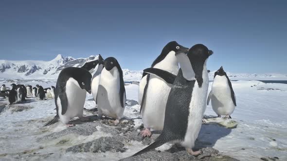 Antarctic Adelie Penguin Colony Play Timelapse
