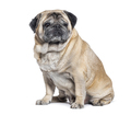 Seven Years old Pug dog graying sitting, isolated on white - PhotoDune Item for Sale