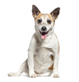 Old Jack Russell Terrier panting and facing the camera, isolated on white - PhotoDune Item for Sale