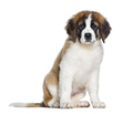 sitting Three months old Puppy Saint Bernard looking at the camera, isolated on white - PhotoDune Item for Sale