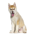 Red Three months old Puppy Husky sitting and panting mouth open, isolated on white - PhotoDune Item for Sale