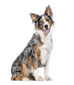 Blue merle Australian Shepherd panting mouth open looking at the camera, isolated on white - PhotoDune Item for Sale