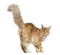 Rear view of a Young ginger maine coon cat walking looking at he camera, isolated on white - PhotoDune Item for Sale