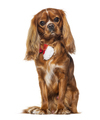 Cavalier king charles spaniel wearing a red and white scarf, isolated on white - PhotoDune Item for Sale