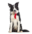 border collie wearing a red dog scarf, isolated on white - PhotoDune Item for Sale