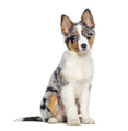 Four months old puppy Blue merle australian shepherd, isolated on white - PhotoDune Item for Sale