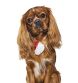 Cavalier king charles spaniel wearing a red and white scarf, isolated on white - PhotoDune Item for Sale