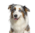Blue merle australian shepherd panting mouth open facing at the camera, isolated on white - PhotoDune Item for Sale