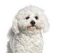 head shot of a Brichon frise, isolated on white - PhotoDune Item for Sale