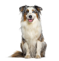 Blue merle australian shepherd panting mouth open facing at the camera, isolated on white - PhotoDune Item for Sale