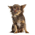 Sitting Chihuahua looking away, isolated on white - PhotoDune Item for Sale