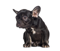 Black Five weeks old puppy french bulldog, isolated on white - PhotoDune Item for Sale