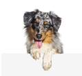 Australian Shepherd dog Panting mouth open with dangling paws over a blank white panel - PhotoDune Item for Sale