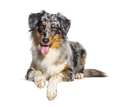 Blue merle australian shepherd panting mouth open looking at he camera, isolated on white - PhotoDune Item for Sale