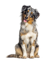 Blue merle australian shepherd panting mouth open looking at the camera, isolated on white - PhotoDune Item for Sale