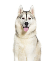 Husky panting panting mouth open looking at the camera, isolated on white - PhotoDune Item for Sale