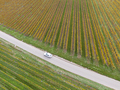 Aerial view of a road passing through the vineyards in autumn. A car passes - PhotoDune Item for Sale