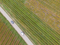 Aerial view of a road passing through the vineyards in autumn - PhotoDune Item for Sale