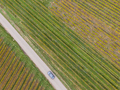 Aerial view of a road passing through the vineyards in autumn - PhotoDune Item for Sale