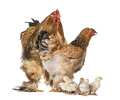 Brahma Rooster and hen, chicken, standing with chicks, isolated on white - PhotoDune Item for Sale