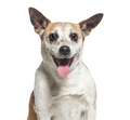 head shot of a Old Jack Russell Terrier panting, isolated on white - PhotoDune Item for Sale