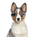 Head shot of a Four months old puppy Blue merle australian shepherd facing at the camera, isolated - PhotoDune Item for Sale