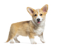 Happy standing and panting Puppy Welsh Corgi Pembroke looking at the camera, 14 Weeks old, isolated - PhotoDune Item for Sale