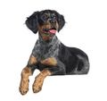 Lyng down tricolor Brittany dog panting mouth open, isolated on white - PhotoDune Item for Sale
