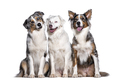 Blue and double merle Australian Shepherd, isolated on white - PhotoDune Item for Sale