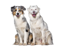 Blue and double merle Australian Shepherd dog together looking at the camera, isolated on white - PhotoDune Item for Sale