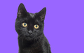 head shot of a black Kitten crossbreed cat yellow eyed against purple - PhotoDune Item for Sale