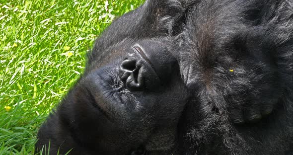 Eastern Lowland Gorilla, gorilla gorilla graueri, Silverback Male Laying down on Grass, Yawning